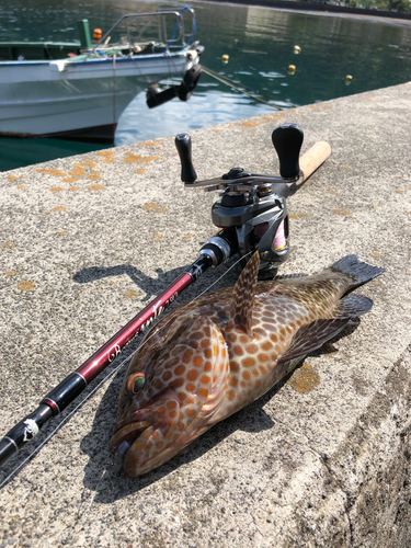 オオモンハタの釣果