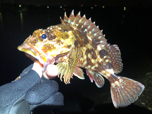 カサゴの釣果