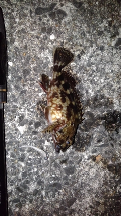 ガシラの釣果