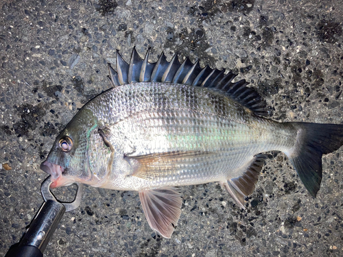 クロダイの釣果