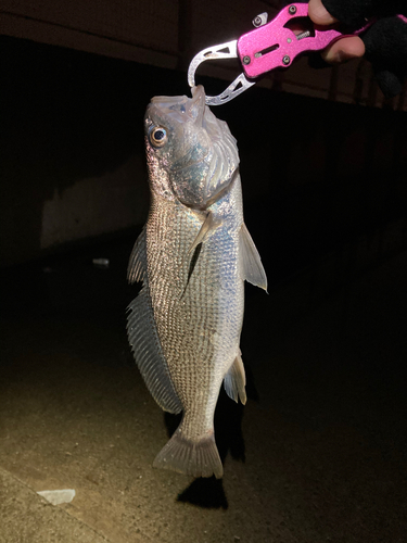 イシモチの釣果