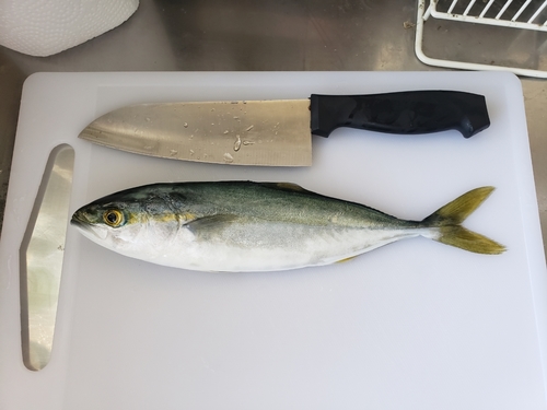 ツバスの釣果