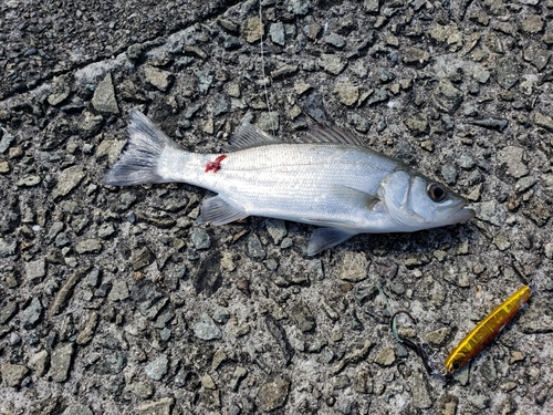 セイゴ（マルスズキ）の釣果