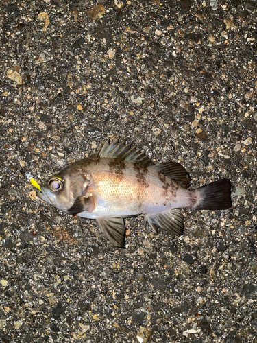 メバルの釣果