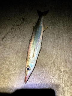 カマスの釣果