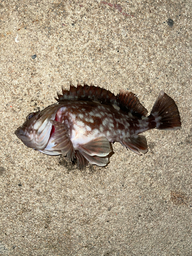 ガシラの釣果