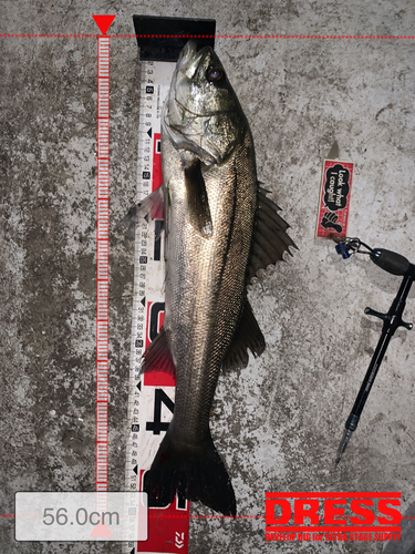 シーバスの釣果