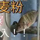 クロダイ