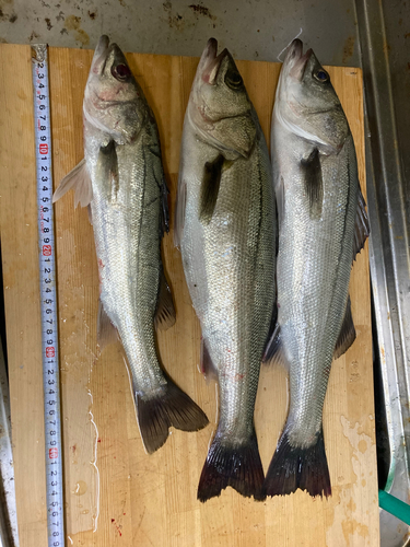 シーバスの釣果