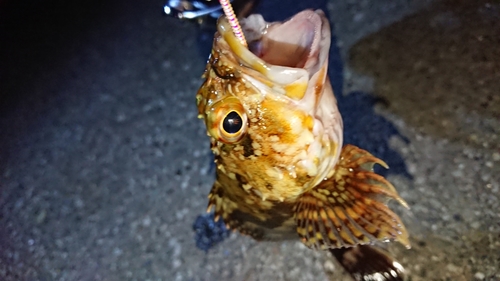 カサゴの釣果