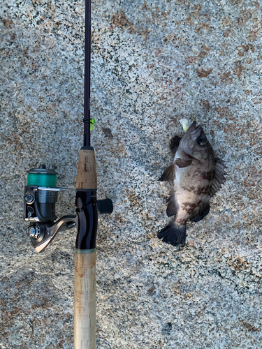 クロメバルの釣果