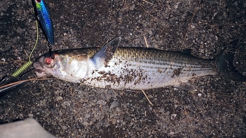 ボラの釣果