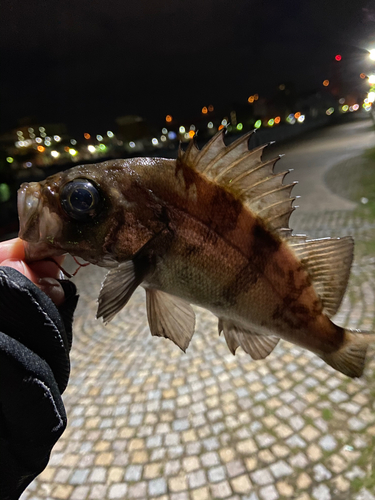 メバルの釣果