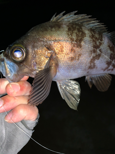 メバルの釣果