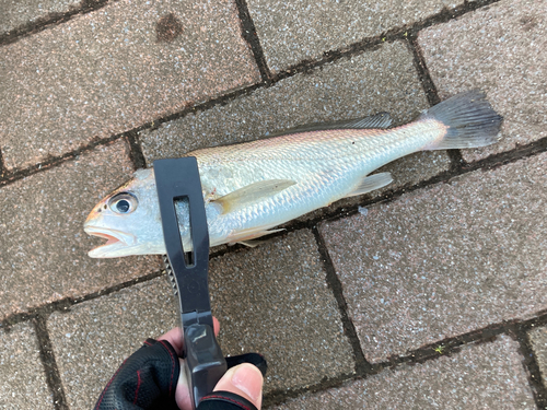 イシモチの釣果