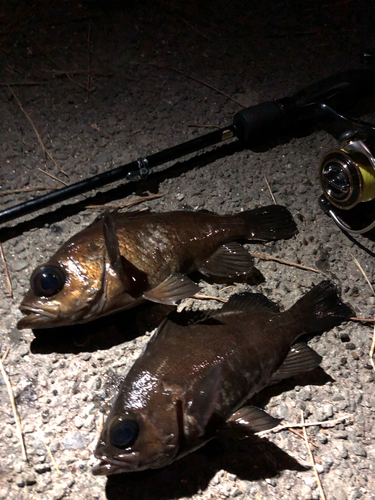 メバルの釣果