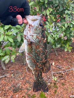 ブラックバスの釣果