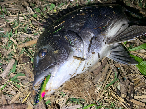 チヌの釣果