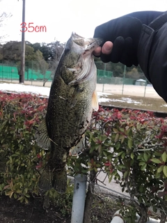 ブラックバスの釣果