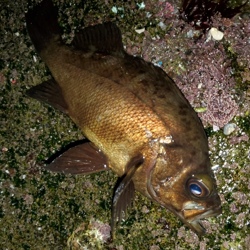 メバルの釣果