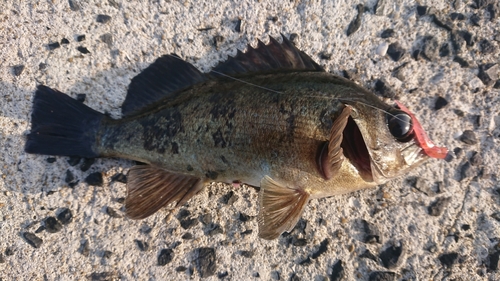 クロメバルの釣果