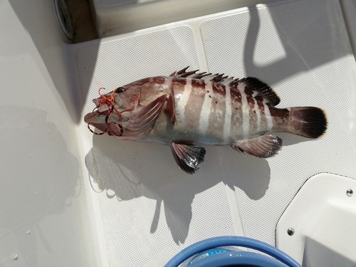 マハタの釣果