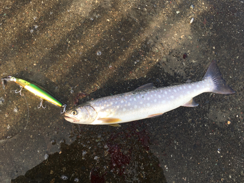 アメマスの釣果