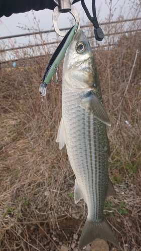 ボラの釣果