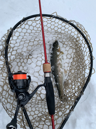 ニジマスの釣果