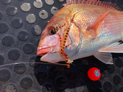 マダイの釣果