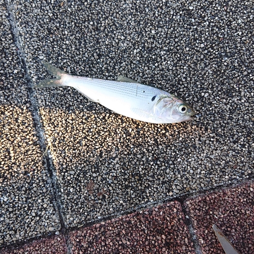 コノシロの釣果