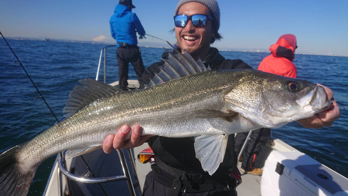 スズキの釣果