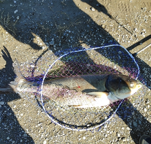 ハクレンの釣果