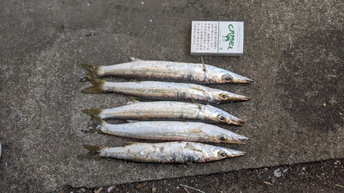 アカカマスの釣果