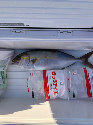 カンパチの釣果