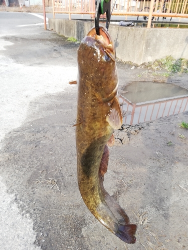 マナマズの釣果