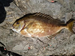 アイゴの釣果