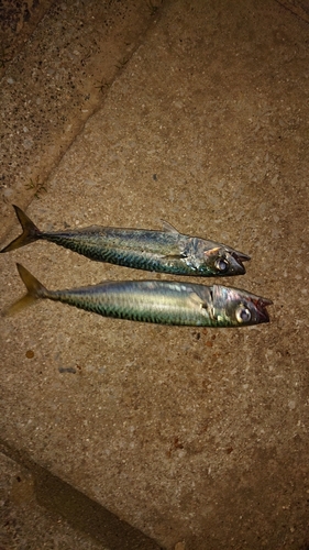 サバの釣果