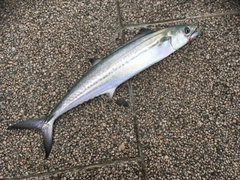 サゴシの釣果