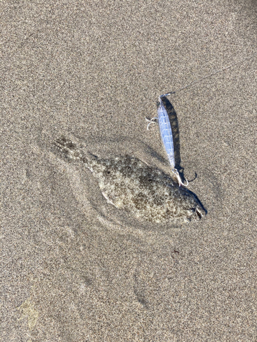 ソゲの釣果