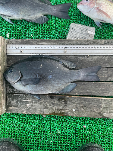 グレの釣果