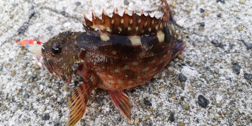 カサゴの釣果