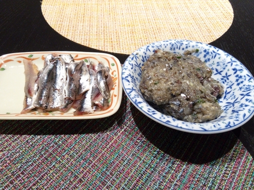 カタクチイワシの釣果