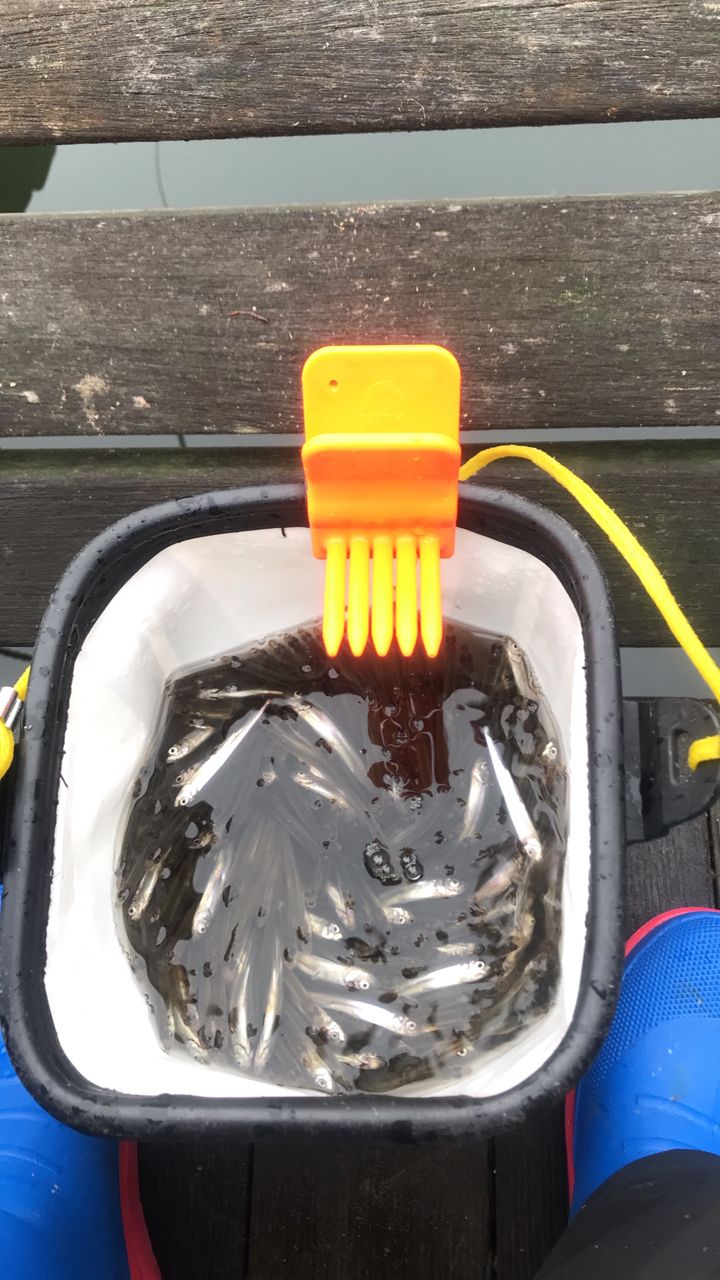 ワカサギ