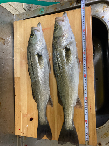 シーバスの釣果