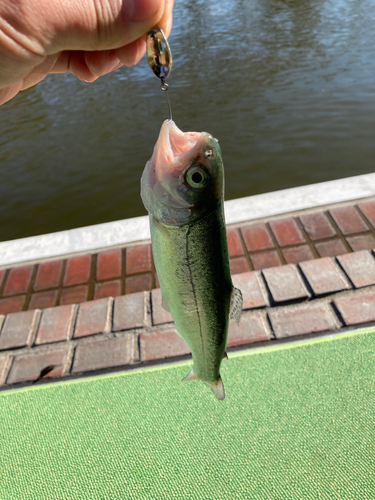 ニジマスの釣果