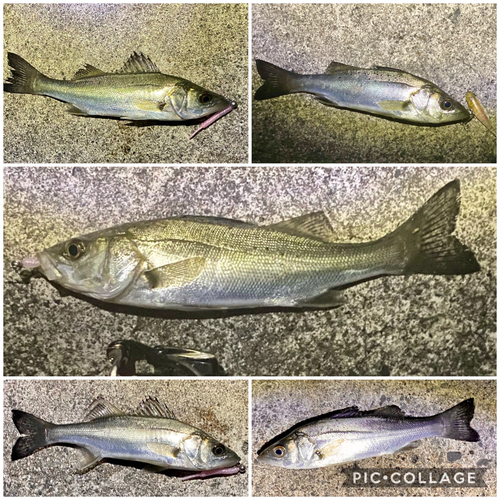 シーバスの釣果