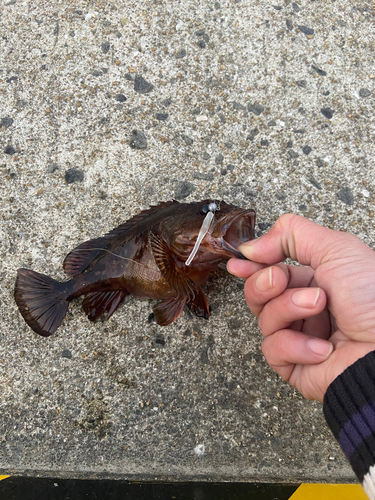 カサゴの釣果