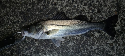 フッコ（マルスズキ）の釣果