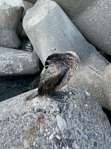 カマスの釣果